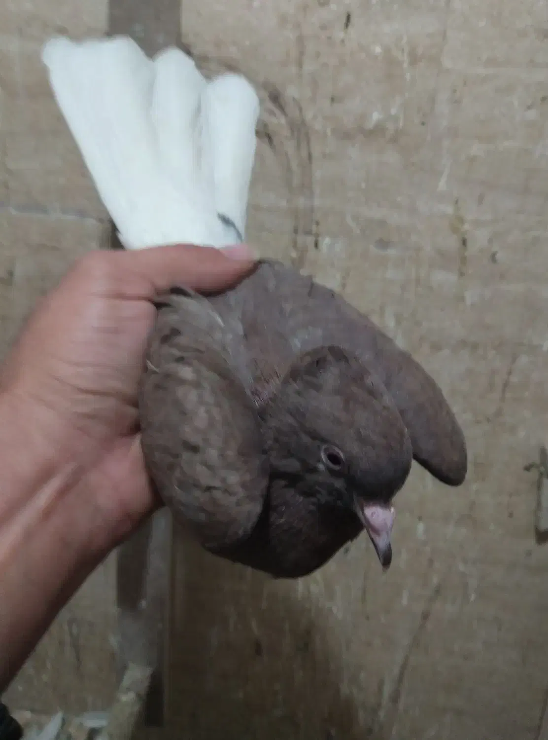 کفتر دم سفید جوجه|پرنده|نیشابور, باغرود|دیوار