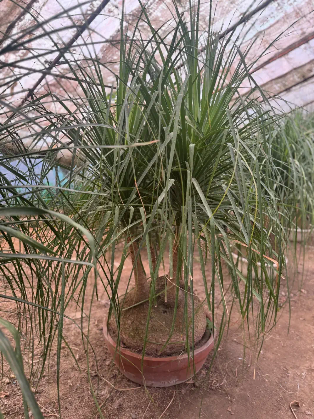 لیندا غول پیکر ۴/۵۰۰|گل و گیاه طبیعی|محمودآباد, |دیوار