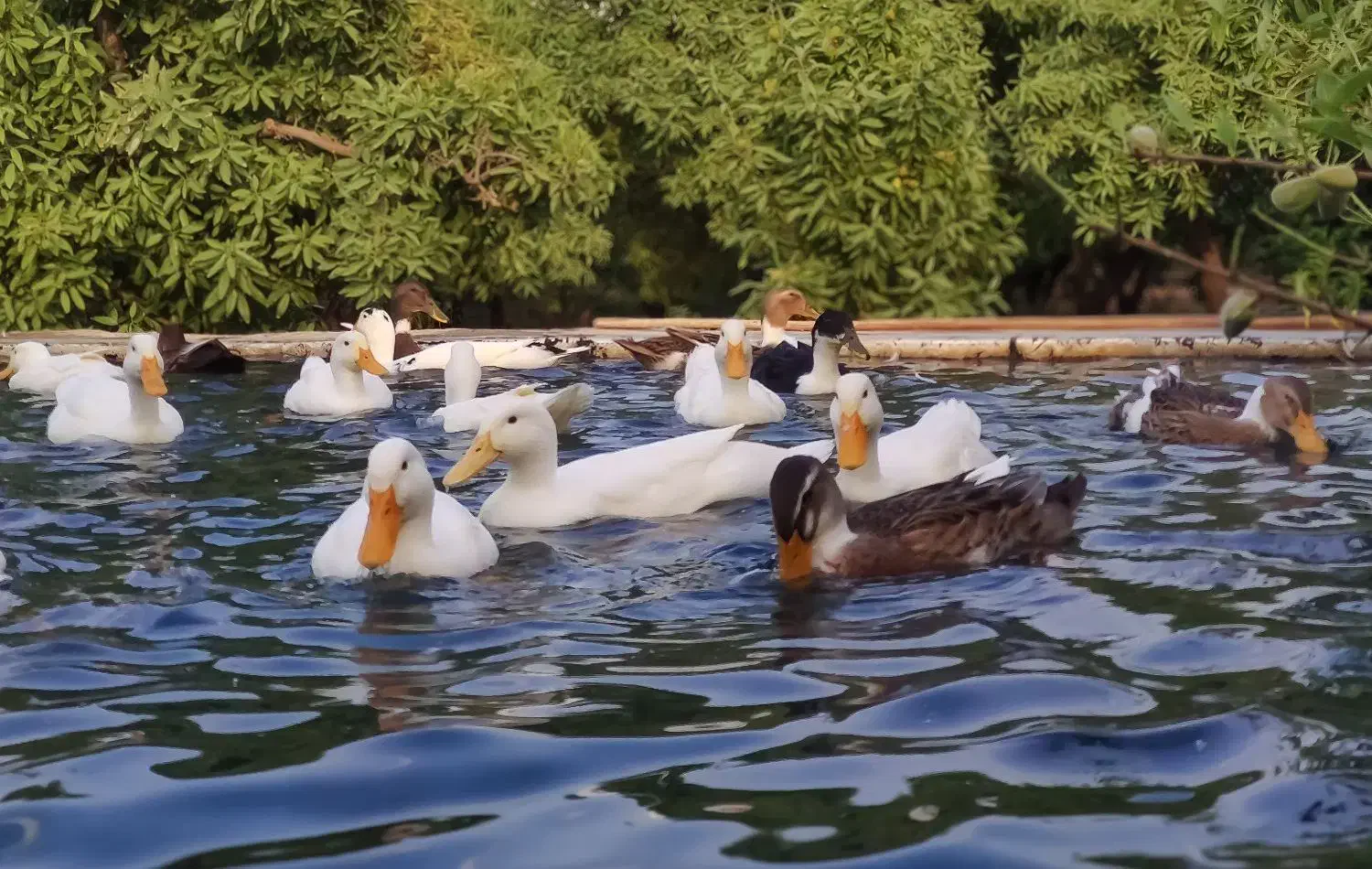 تخم اردک تازه و محلی|خوردنی و آشامیدنی|نجف‌آباد, رجایی شمالی|دیوار