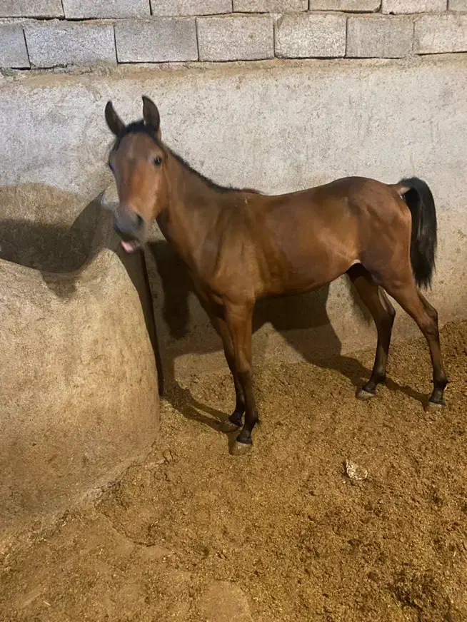 کره اسب کرد ۷ ماهه|اسب و تجهیزات اسب‌سواری|جوین, |دیوار