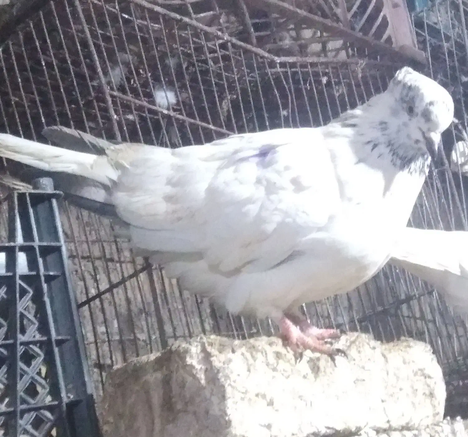 کبوتر|پرنده|قرچک, محمد آباد|دیوار