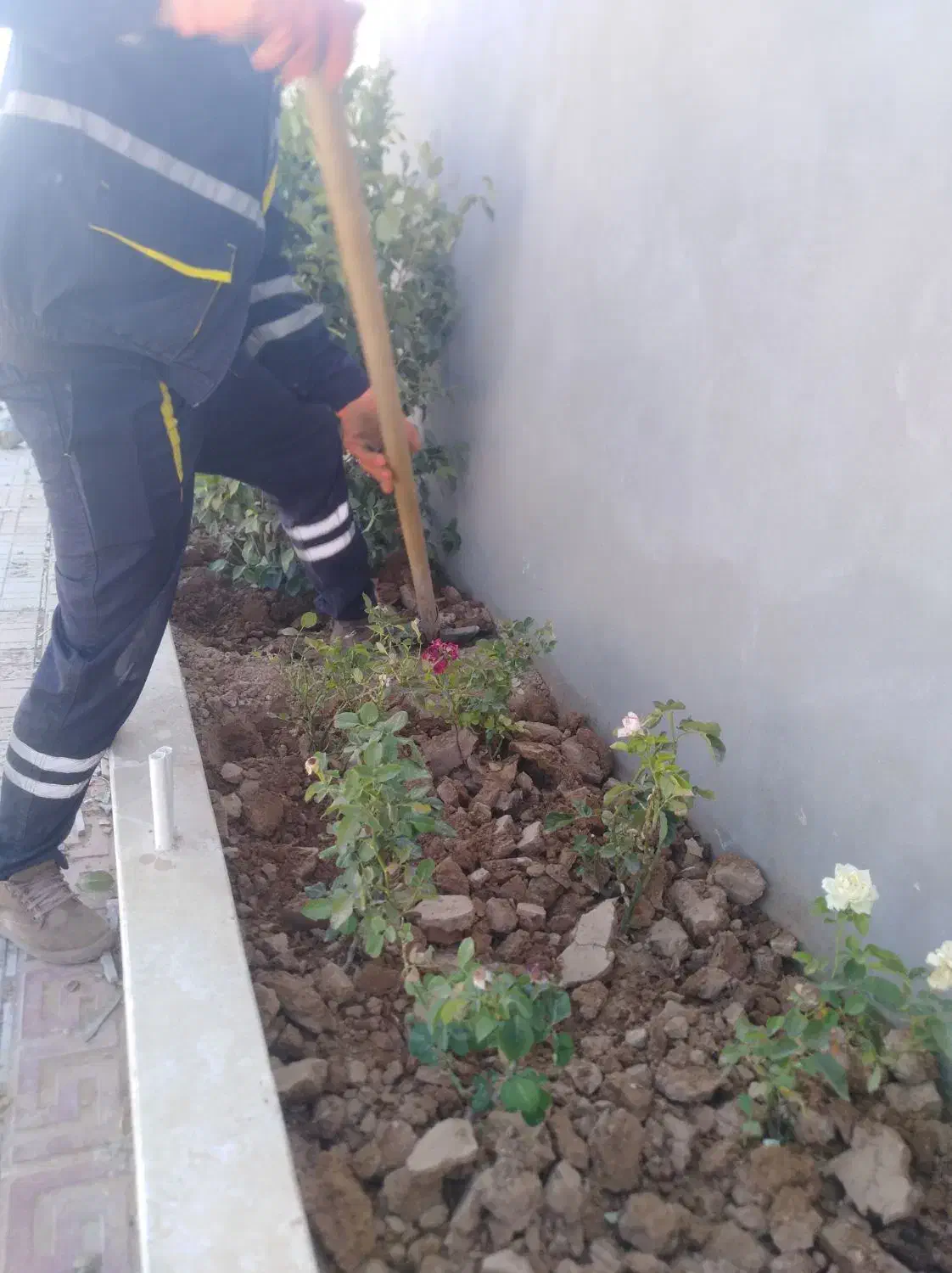 کلیه امورات باغبانی|خدمات باغبانی و درختکاری|شیراز, لشکری‎|دیوار