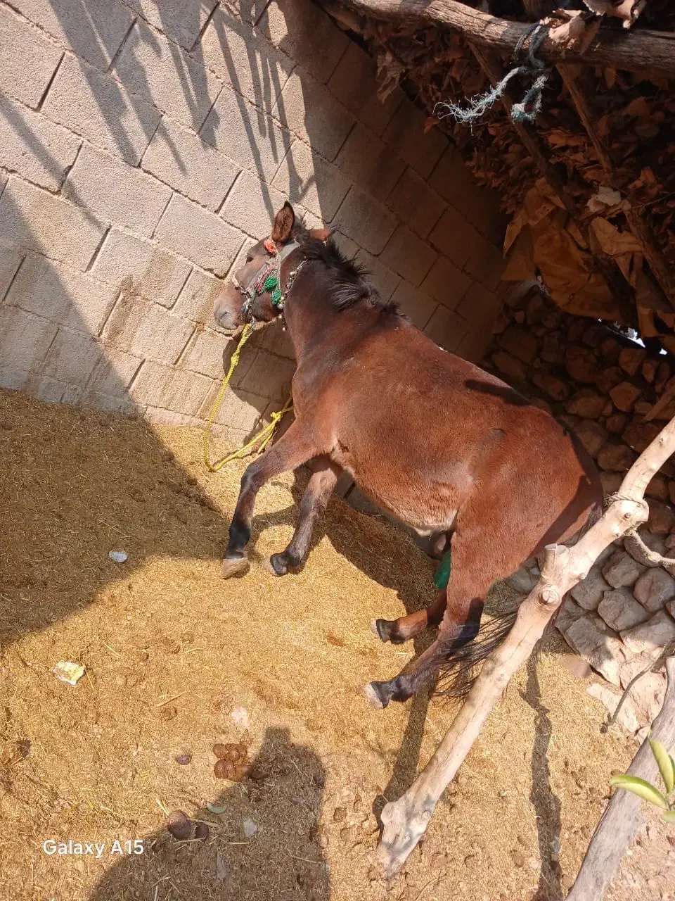 قاطر سواری،وباری،4سال|اسب و تجهیزات اسب‌سواری|ایذه, |دیوار