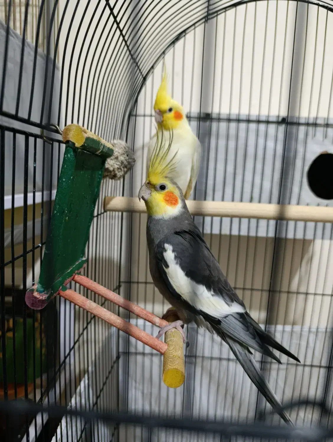 عروس هلندی جفت|پرنده|زنجان, |دیوار