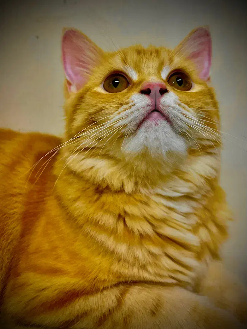 پیشی 4 ماهه|گربه|بندر انزلی, آخرخط|دیوار