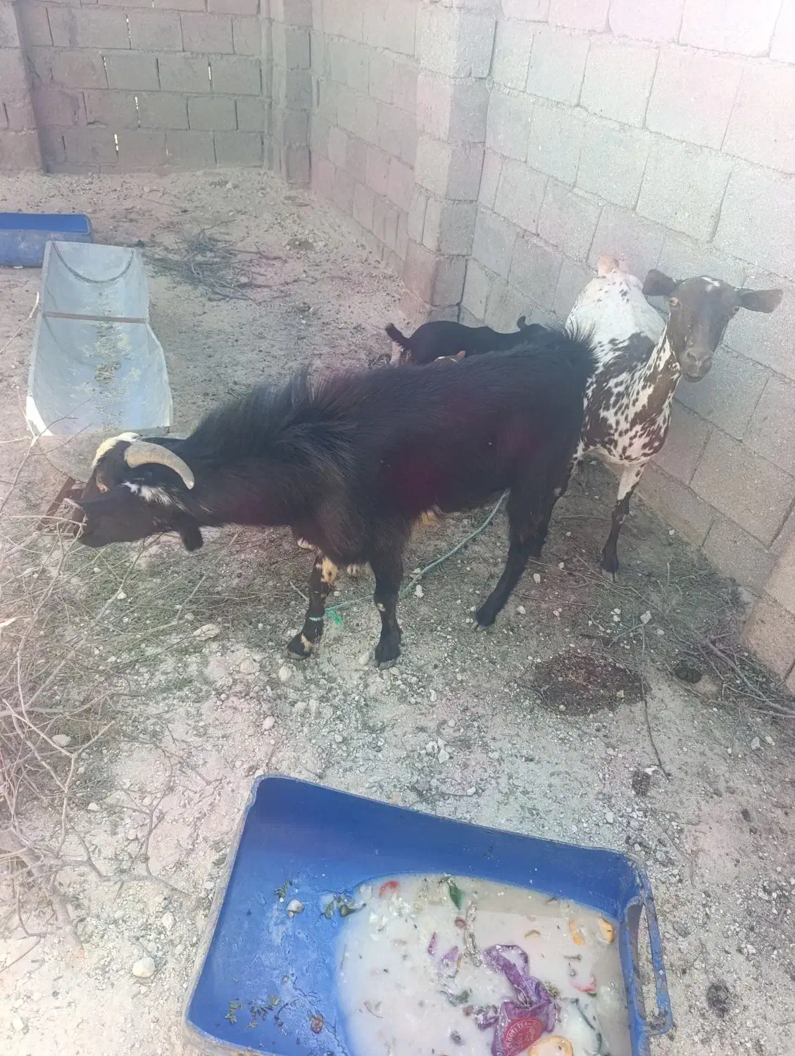 کهره|حیوانات مزرعه|قشم, |دیوار