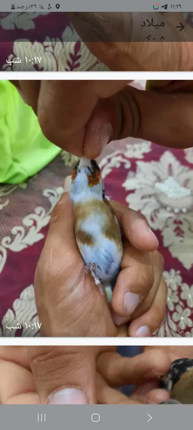 سهره چونه سفید|پرنده|پاکدشت, پاکدشت (مامازند)|دیوار