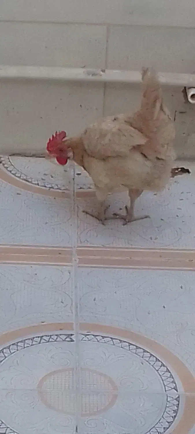 مرغ|پرنده|هندیجان, |دیوار