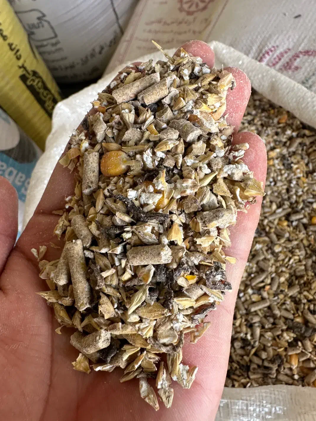 خوراک دام اجیلی مناسب پروار بندی و داشتی|لوازم جانبی حیوانات|مراوه, |دیوار