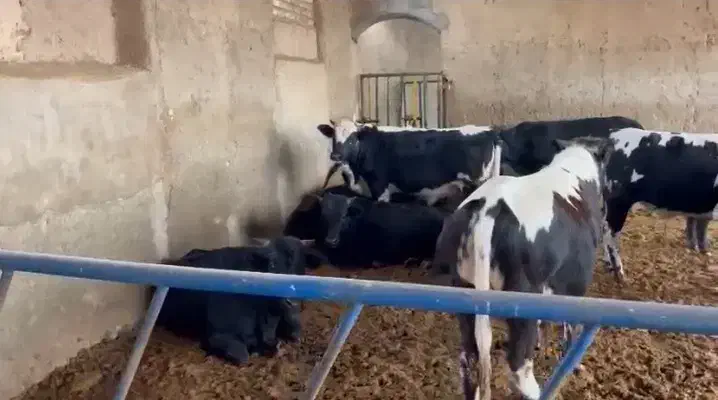 گوساله و دام زنده فروشی|حیوانات مزرعه|تهران, گرگان|دیوار