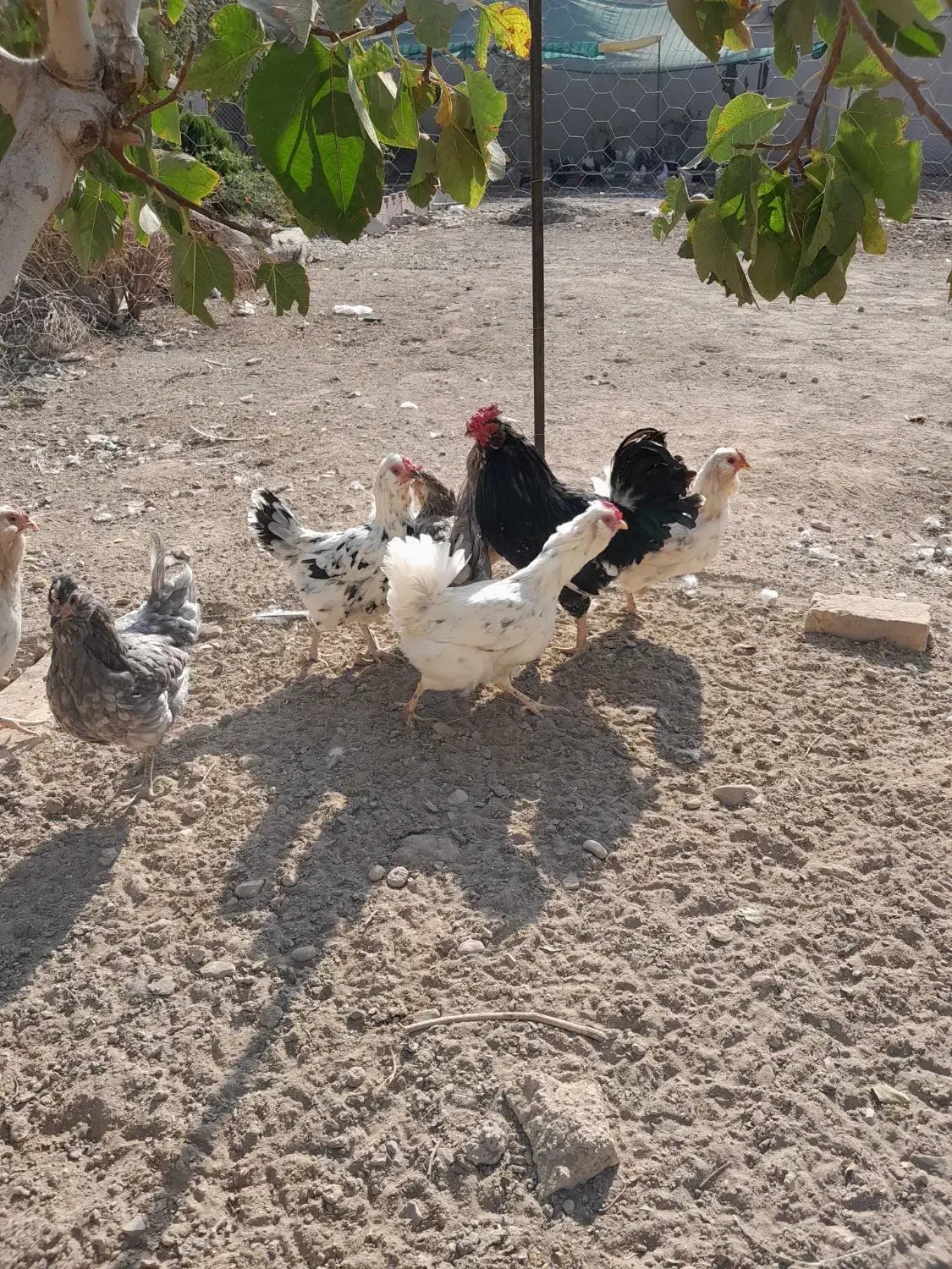 مرغ و خروس گلین چهل تاج|حیوانات مزرعه|پاکدشت, پاکدشت (مامازند)|دیوار