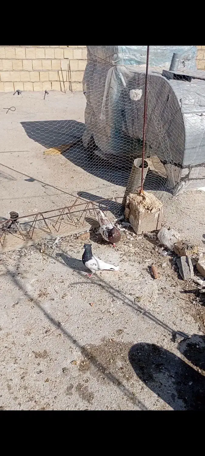 کبوتر|پرنده|شیراز, سفیرشمالی|دیوار