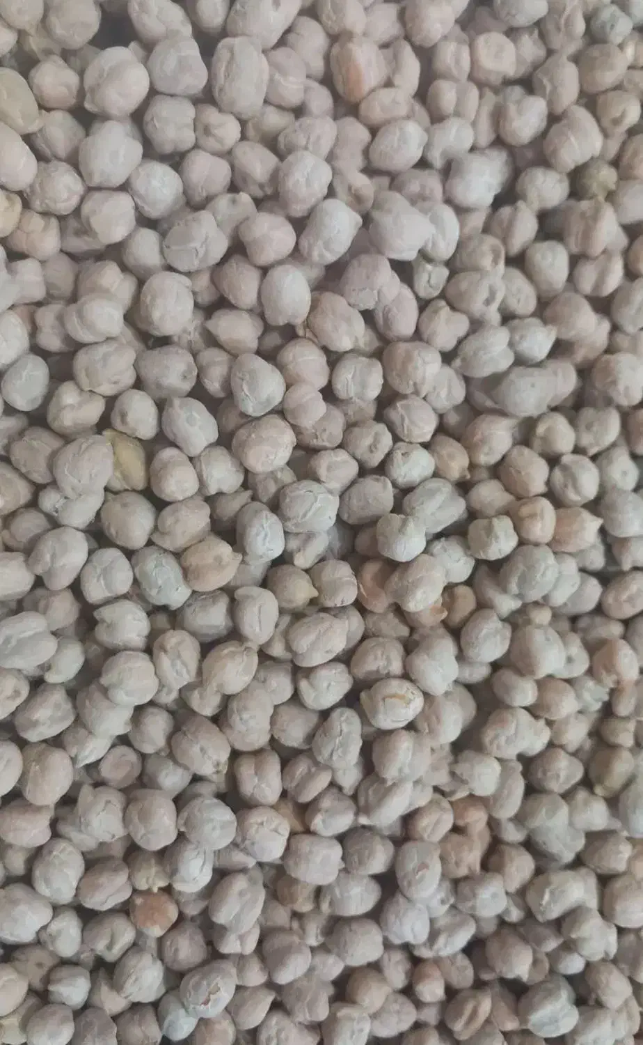 فروش 1500کیلو نخود بوجاری شد|خوردنی و آشامیدنی|کلیائی, |دیوار