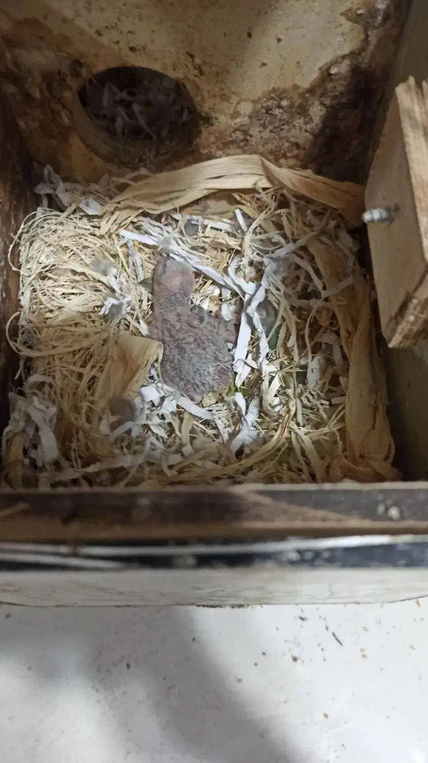 کوتوله برزیلی روی جوجه|پرنده|بوکان, |دیوار