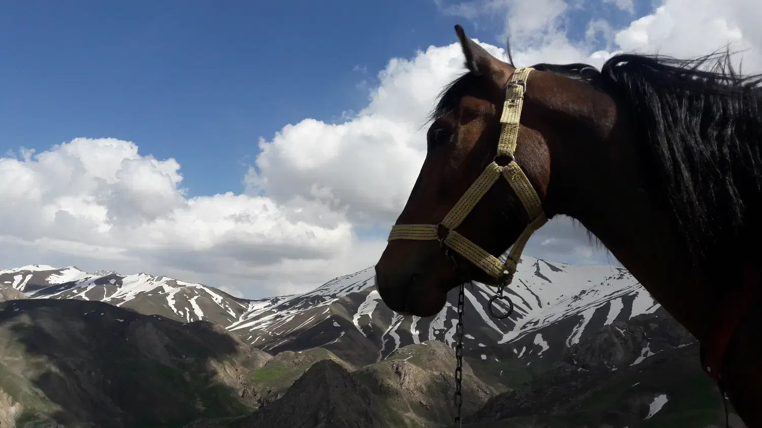 اسب عشایری|اسب و تجهیزات اسبسواری|چهارباغ, |دیوار