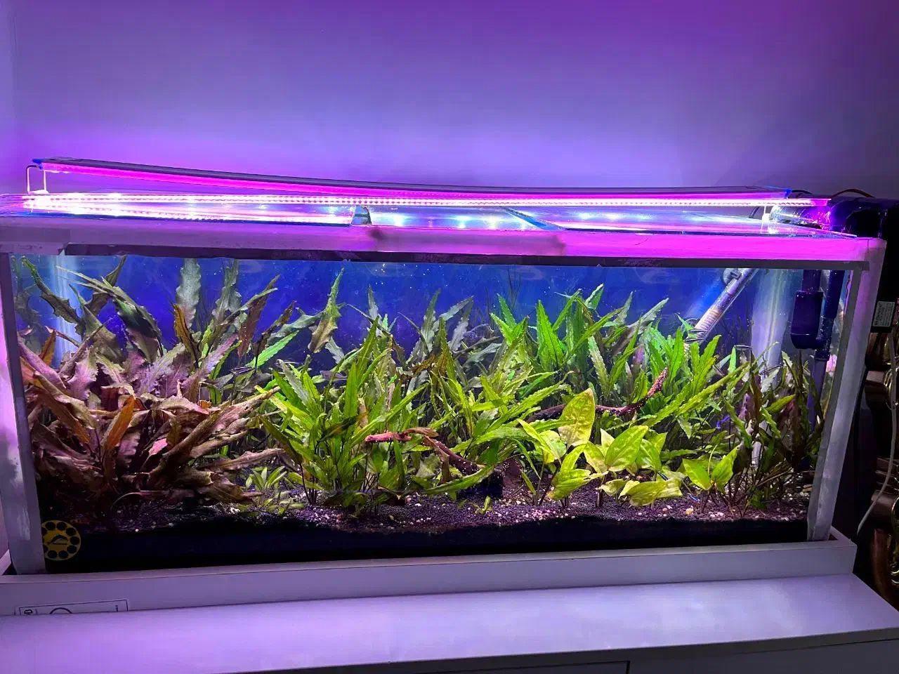 آکواریوم|ماهی|نقده, |دیوار