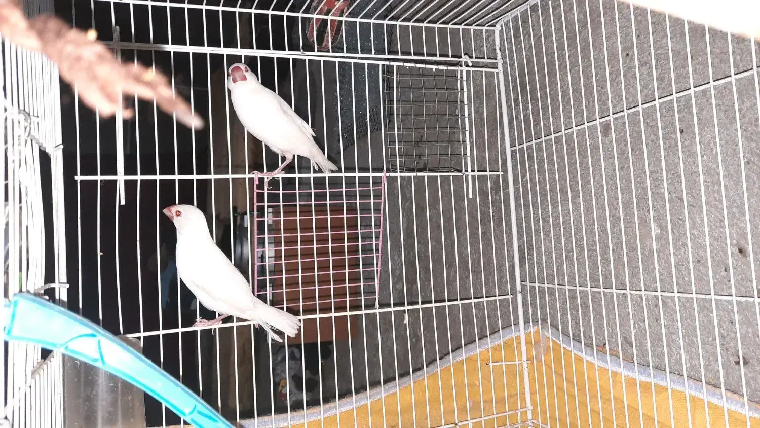 نرگس|پرنده|زاهدان, |دیوار