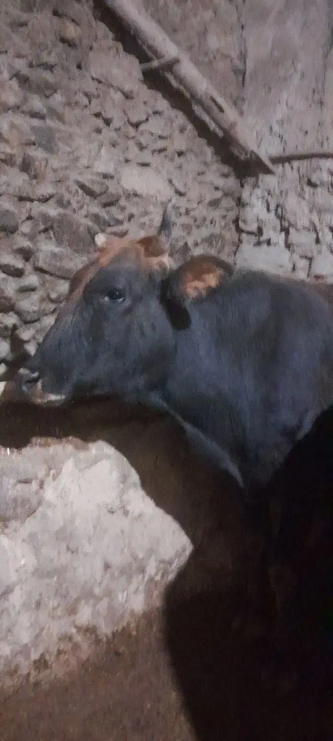 گاومحلی|حیوانات مزرعه|کلاترزان, |دیوار