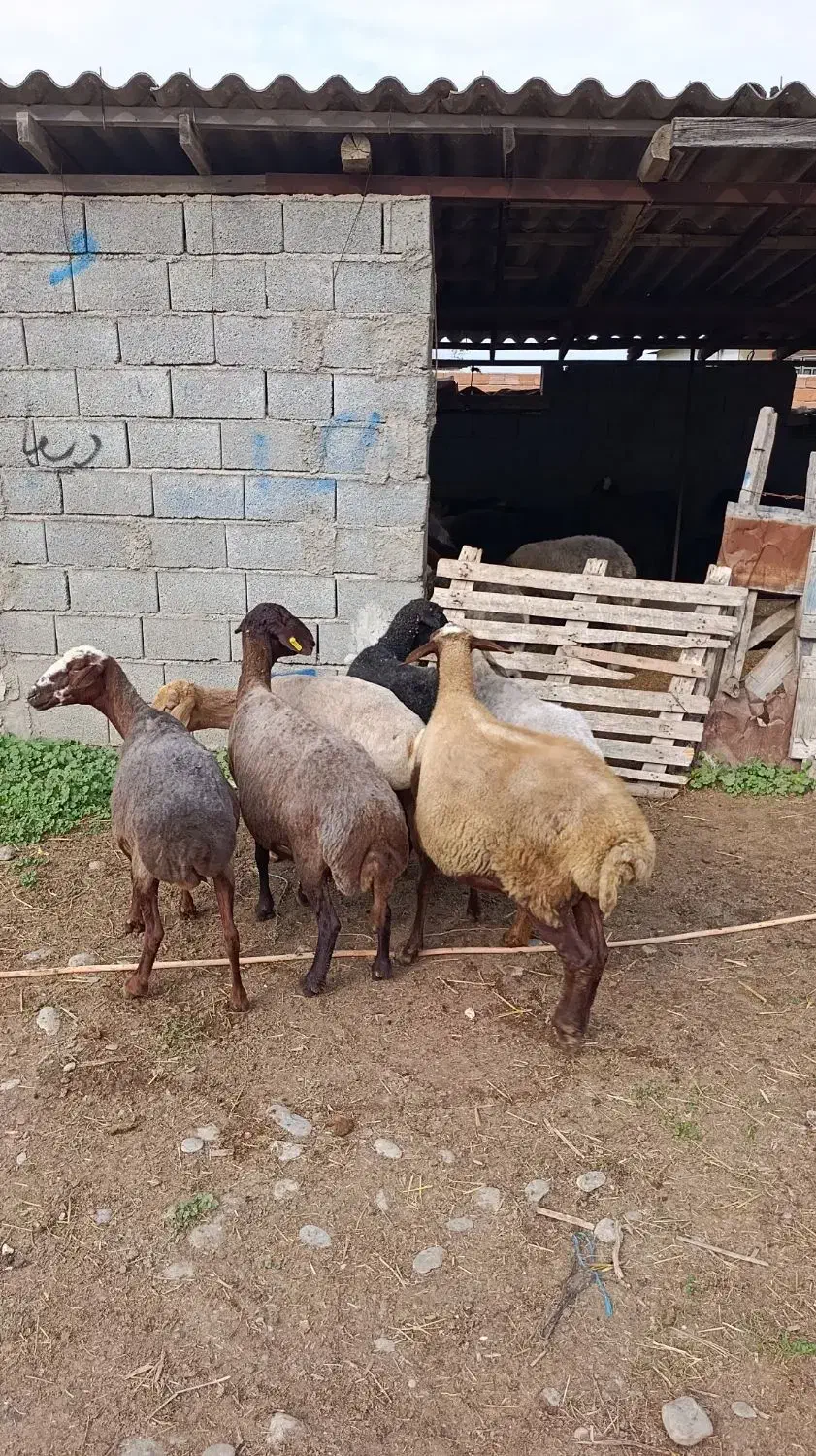 6راس گوسفند مایه کرده آبستن|حیوانات مزرعه|سیمین شهر, |دیوار