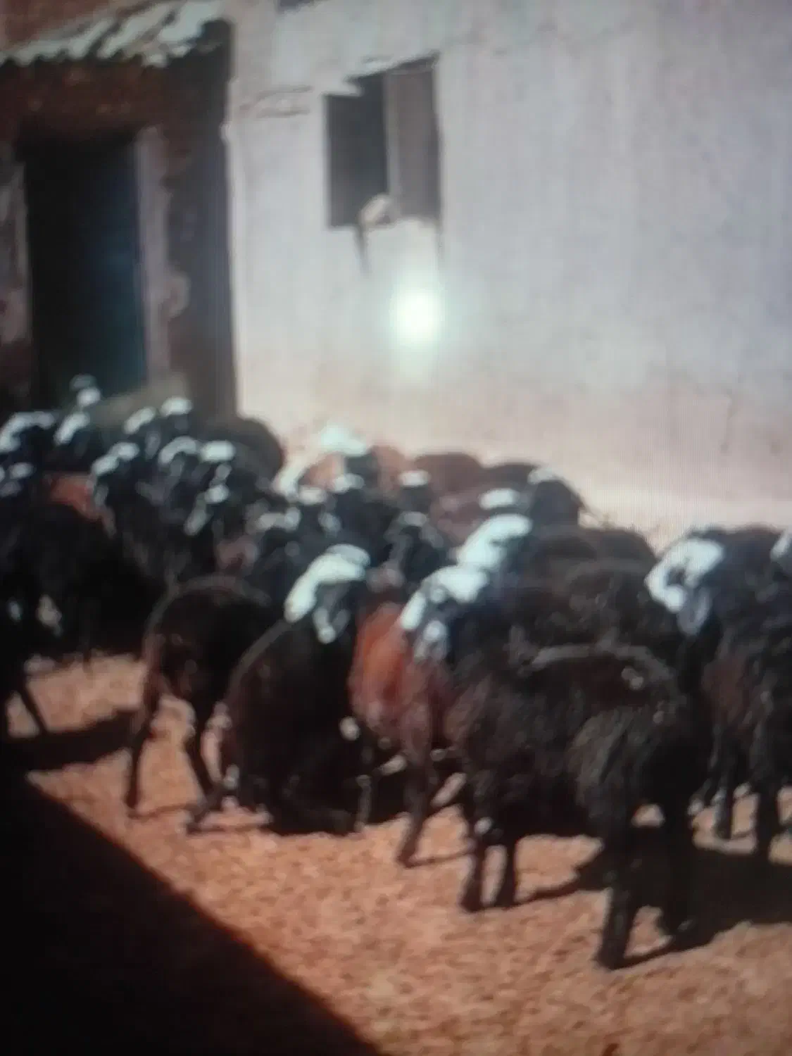 فروش بز ه بره نر برا پرواربندی|حیوانات مزرعه|اشتهارد, |دیوار