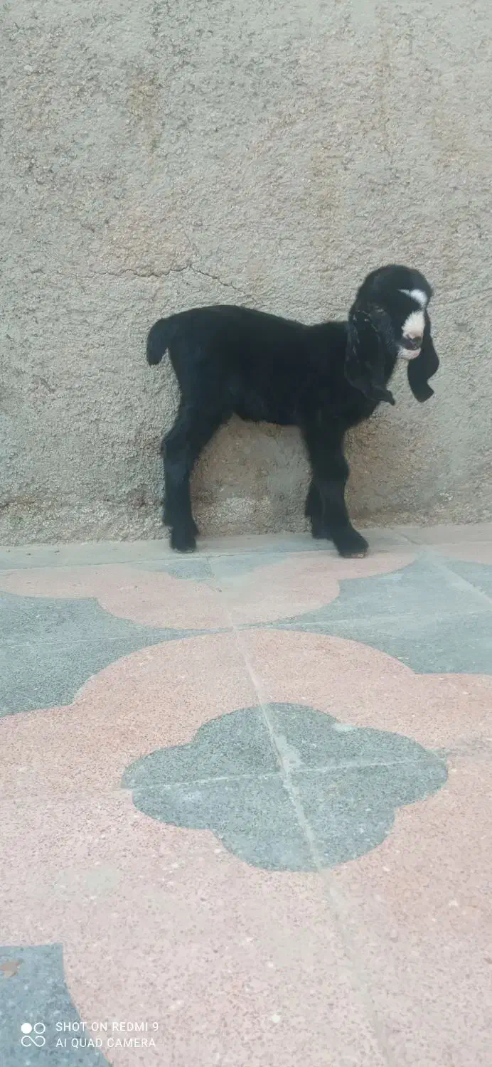 فروش کره|حیوانات مزرعه|برازجان, |دیوار