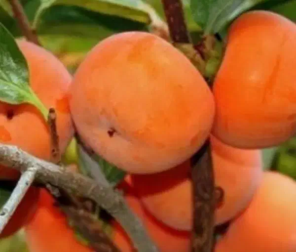 درخت خرمالو مهندس ذبیحی|عمدهفروشی|ری, ظهیرآباد|دیوار