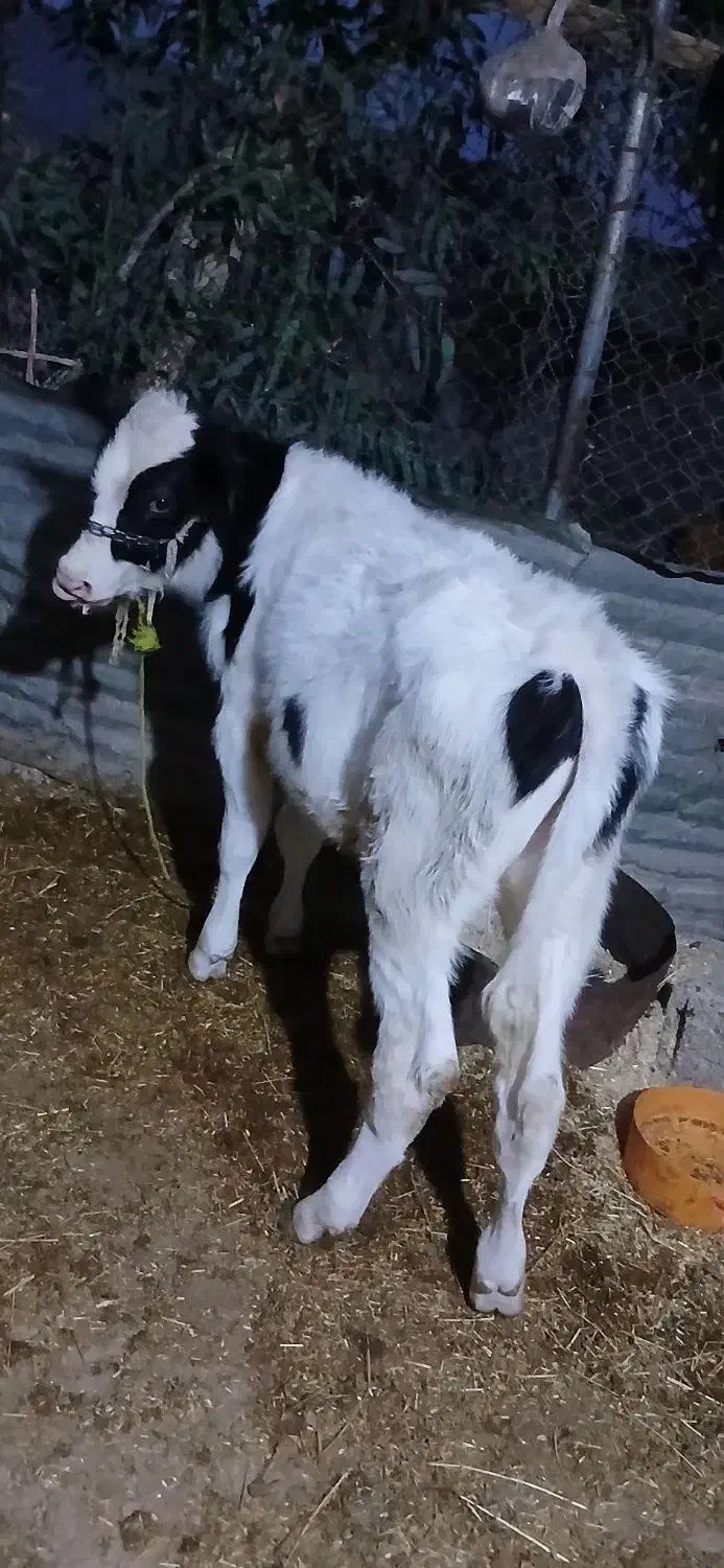 گوسالهگوشتی|حیوانات مزرعه|هندمینی, |دیوار