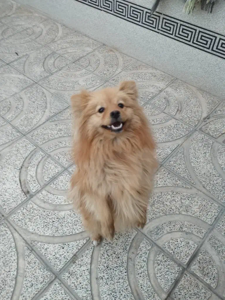 سگ. گمشده|حیوانات|اصفهان, قهجاورستان|دیوار