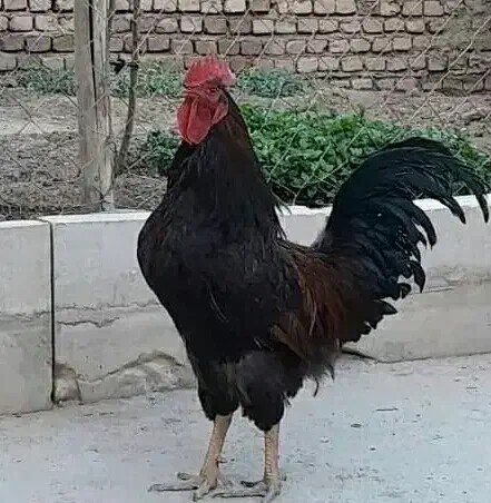 خروس|حیوانات مزرعه|قره کهریز, |دیوار