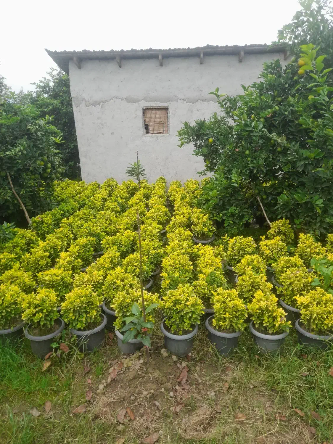 فروش فوری شمشادطلایی|گل و گیاه طبیعی|نشتارود, |دیوار