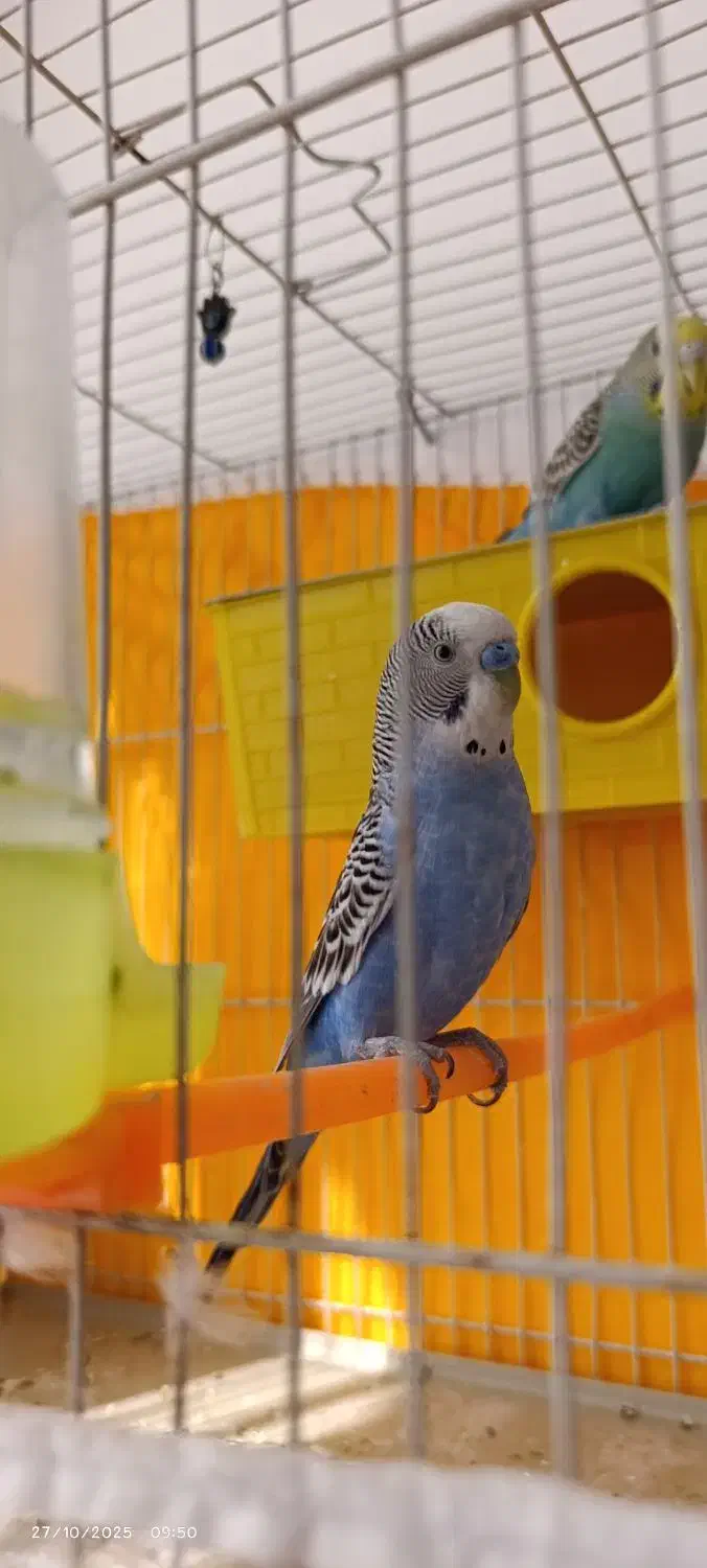 مرغ عشق دستی|پرنده|مشهد, شهید معقول|دیوار