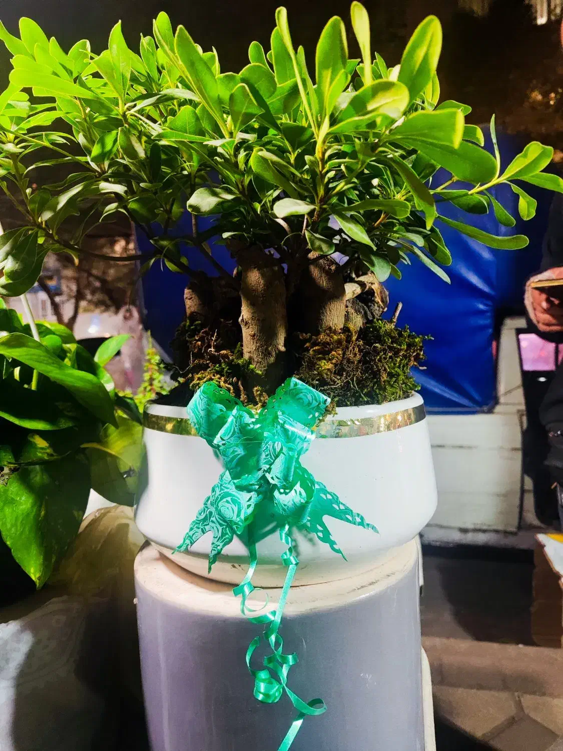 گل و گیاه ، نصف قیمت بازار|گل و گیاه طبیعی|ری, دولت‌آباد|دیوار