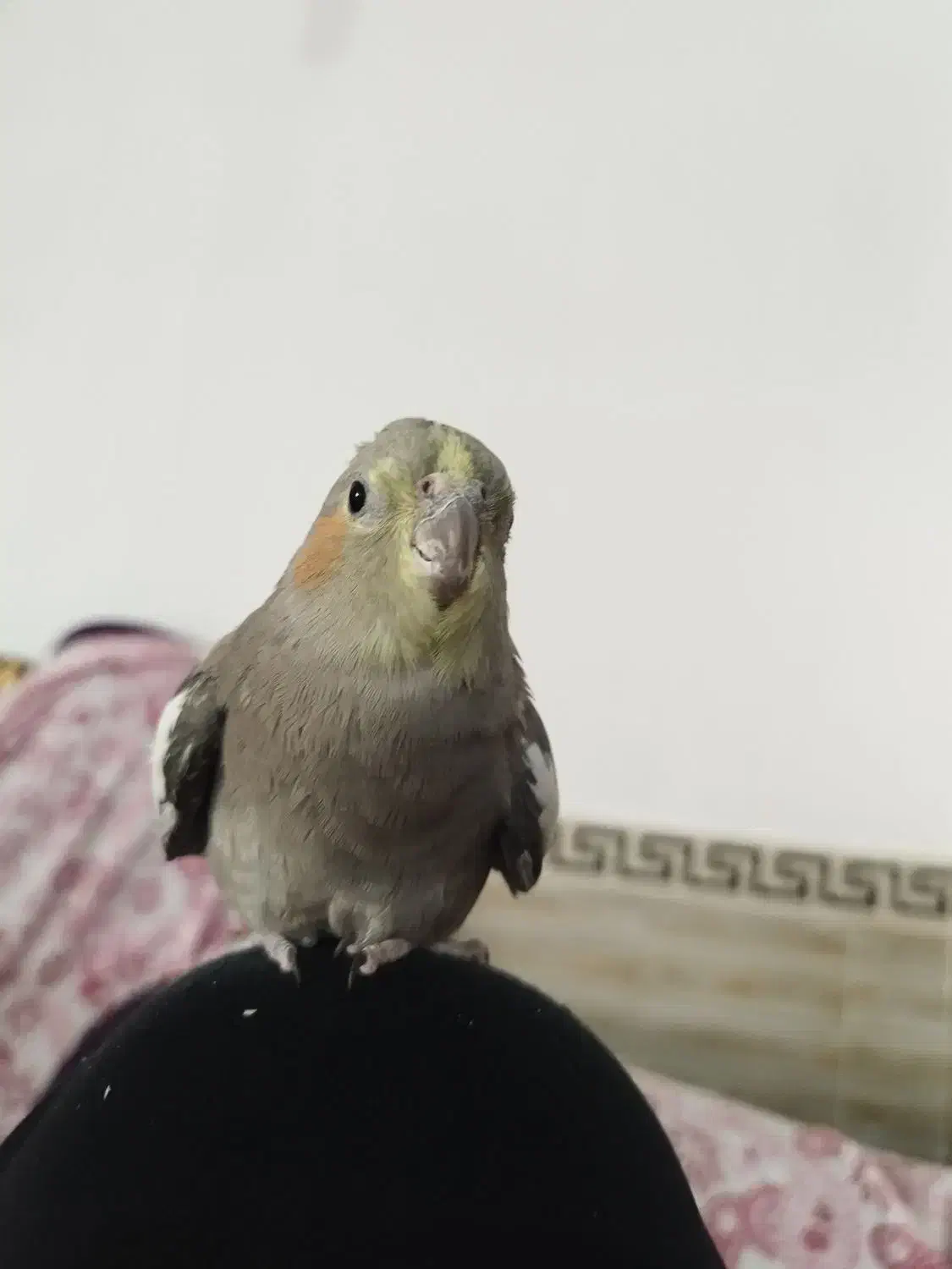 عروس هلندی دستی|پرنده|هشتگرد, شهرک راه آهن|دیوار