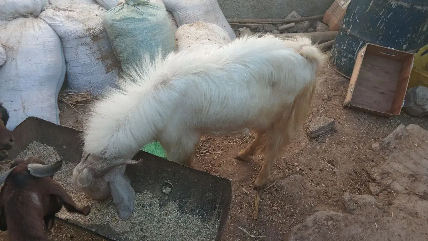 کهره نرمناسب داشت|حیوانات مزرعه|کازرون, |دیوار