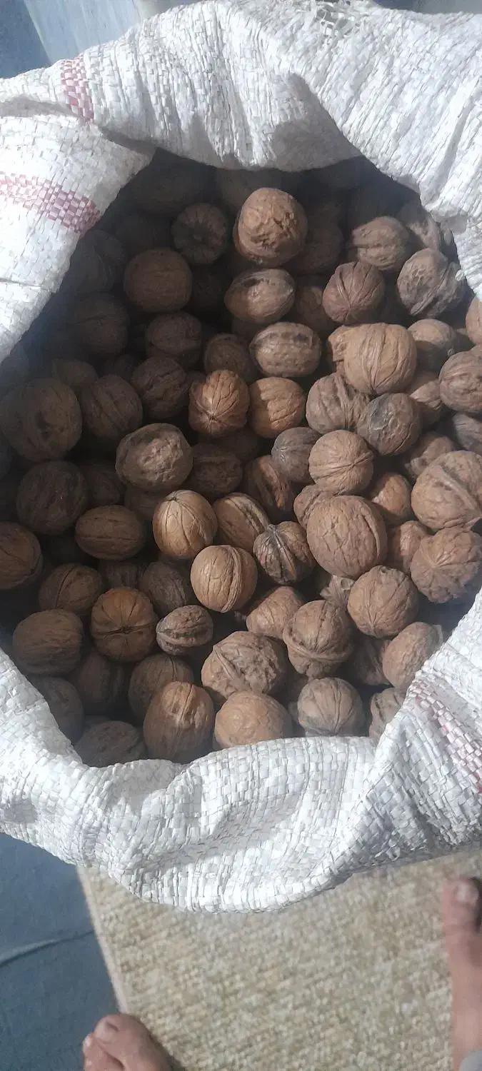گردو|خوردنی و آشامیدنی|گنبد کاووس, |دیوار
