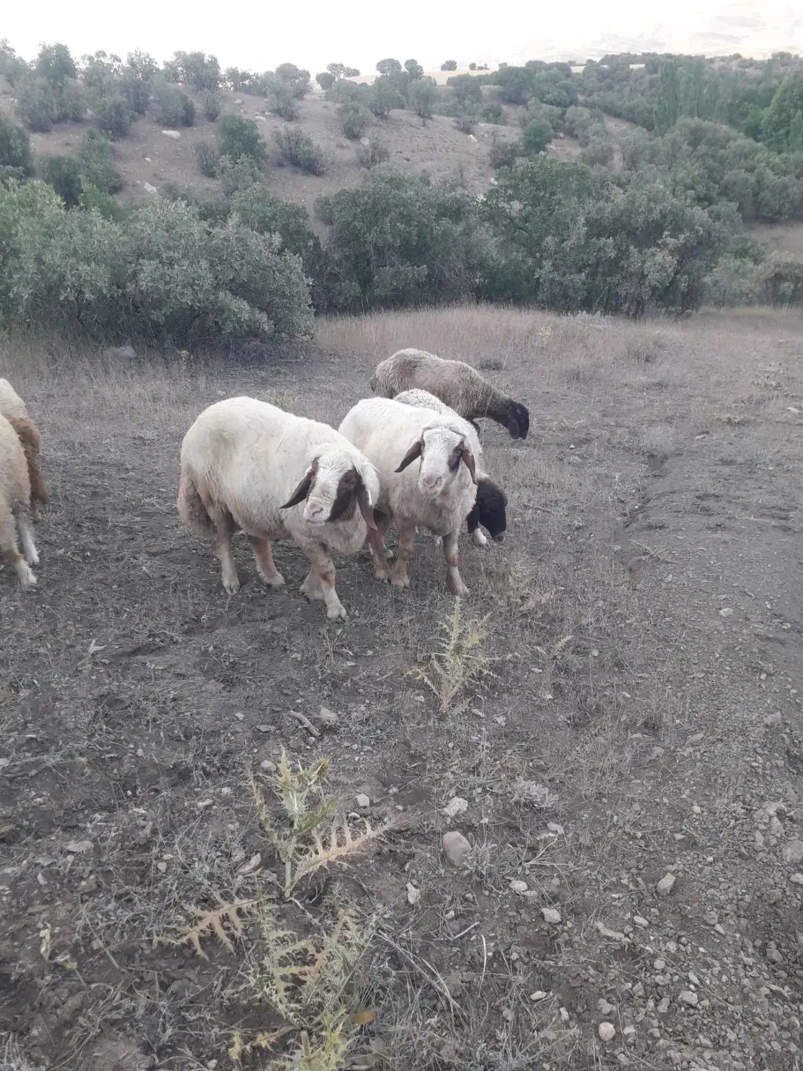 قوچ وبره|حیوانات مزرعه|کرمانشاه, |دیوار