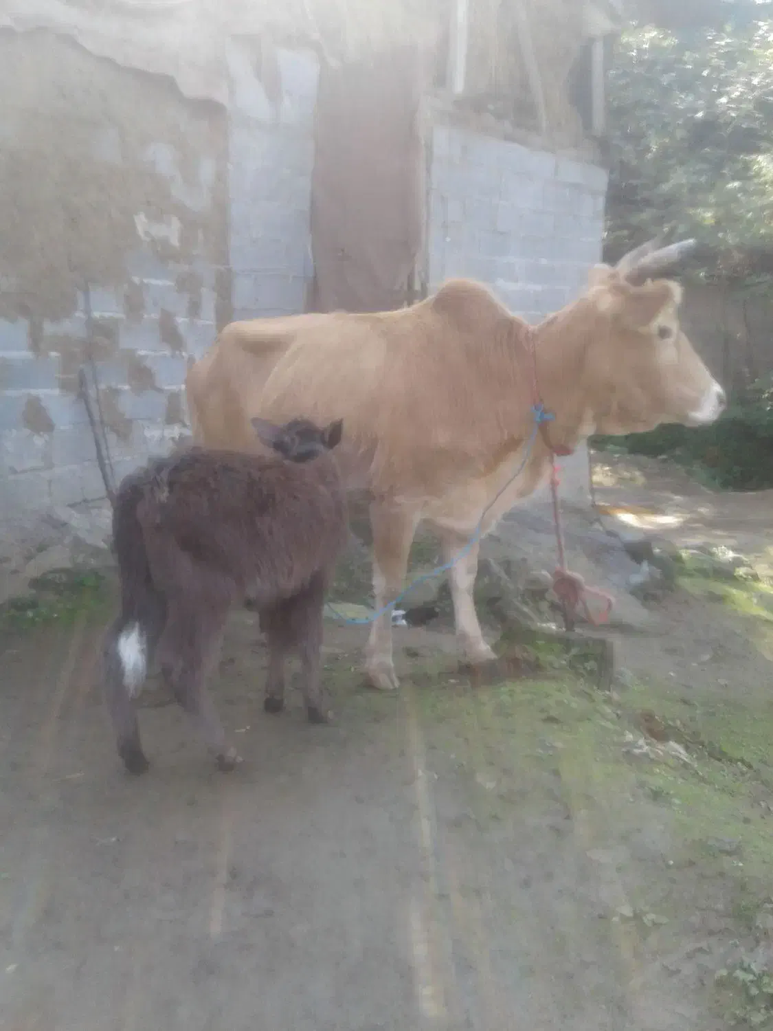 گاو.گوساله محلی|حیوانات مزرعه|اطاقور, |دیوار