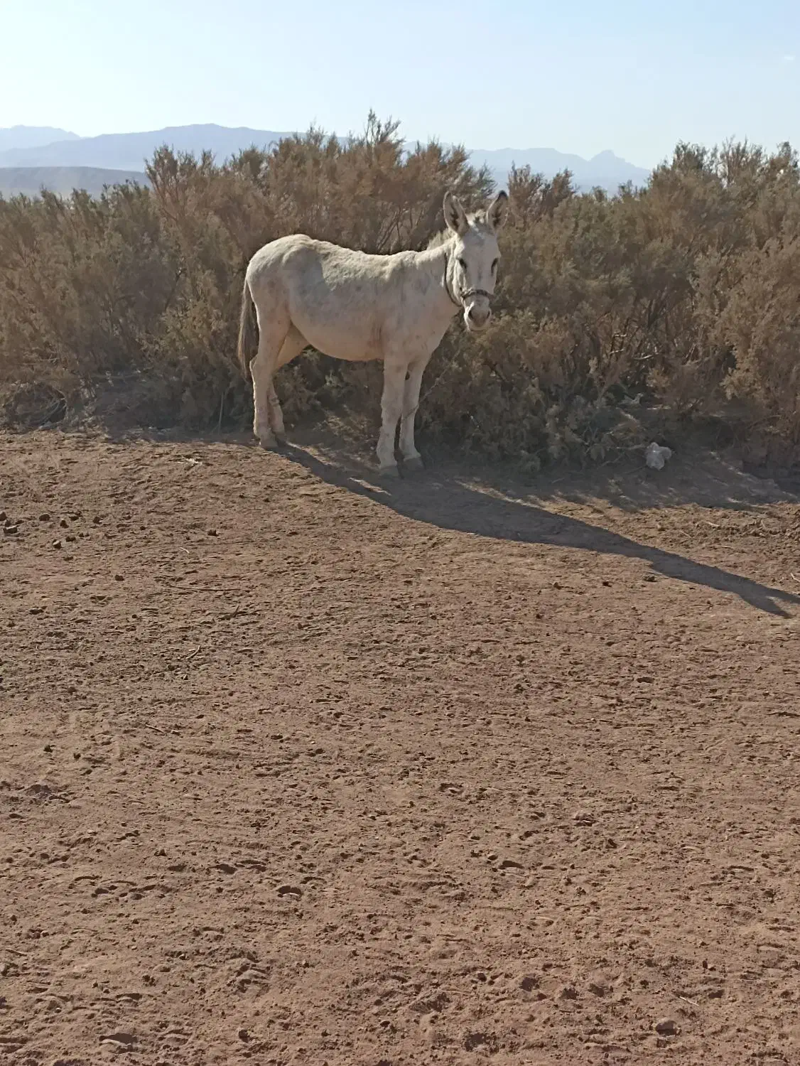 خره گله ای ماده|حیوانات مزرعه|تربتحیدریه, منظر|دیوار