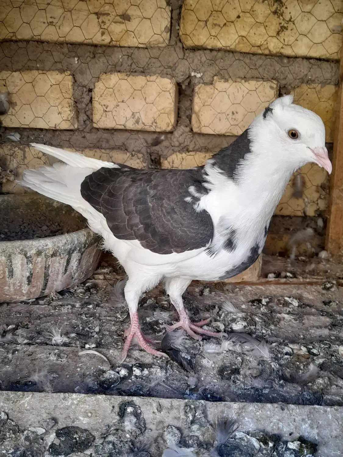 مخلفه نرگرفتنی ۲۰۰ معاوضم دارم|پرنده|کاشان, پشت شهربانی|دیوار