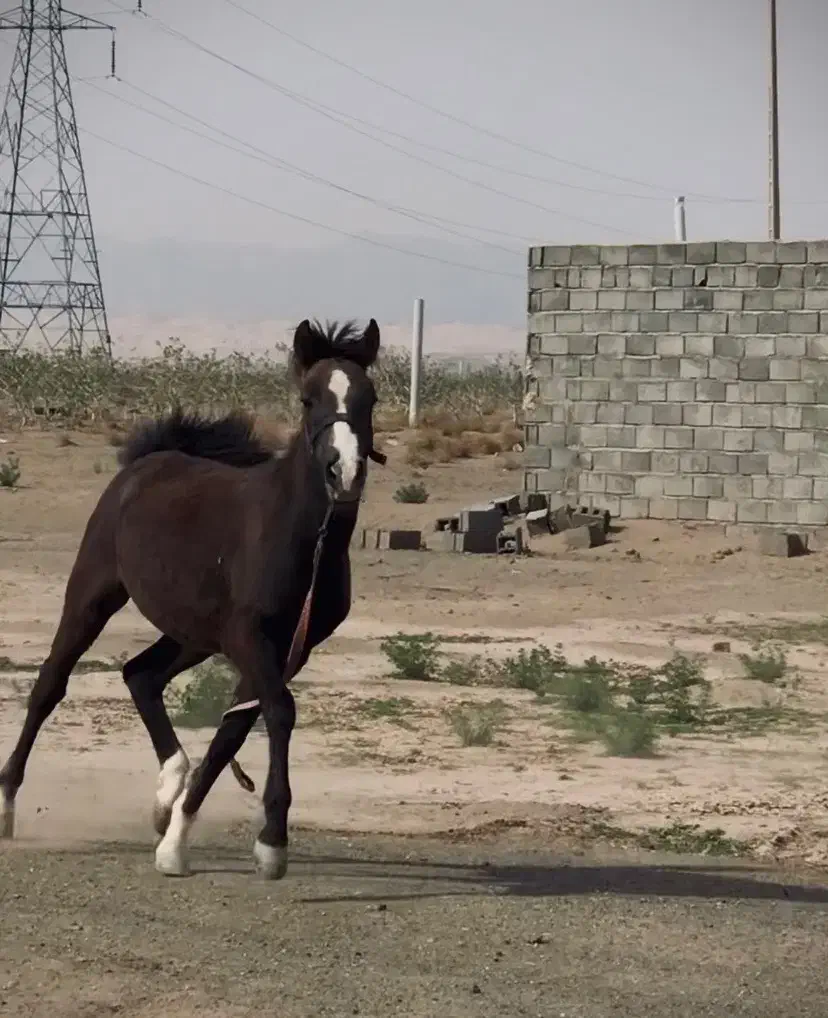 کره نژاد دار|اسب و تجهیزات اسبسواری|کاشمر, |دیوار