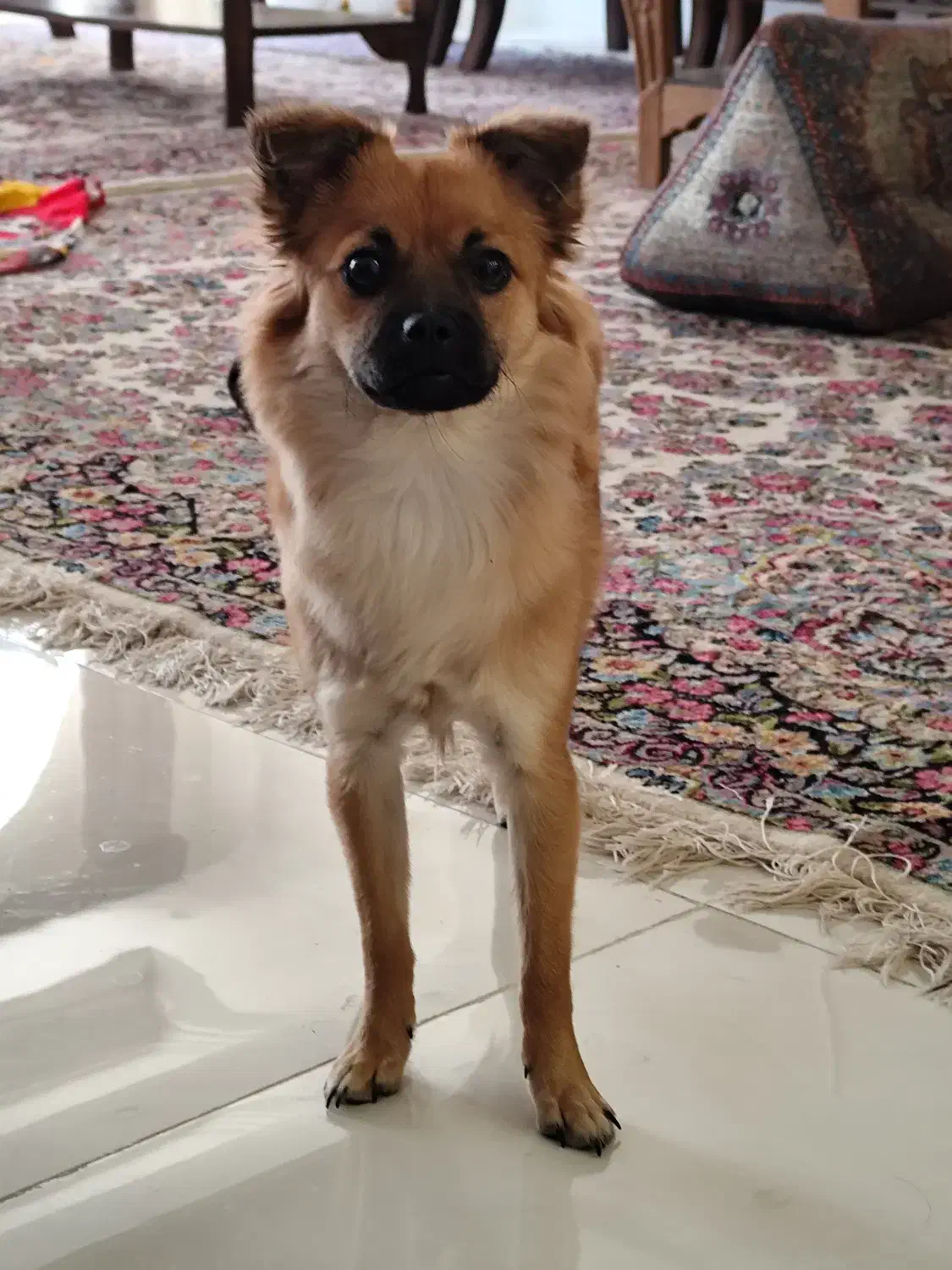 سگ اشپیتز و پامر|سگ|کرمان, |دیوار