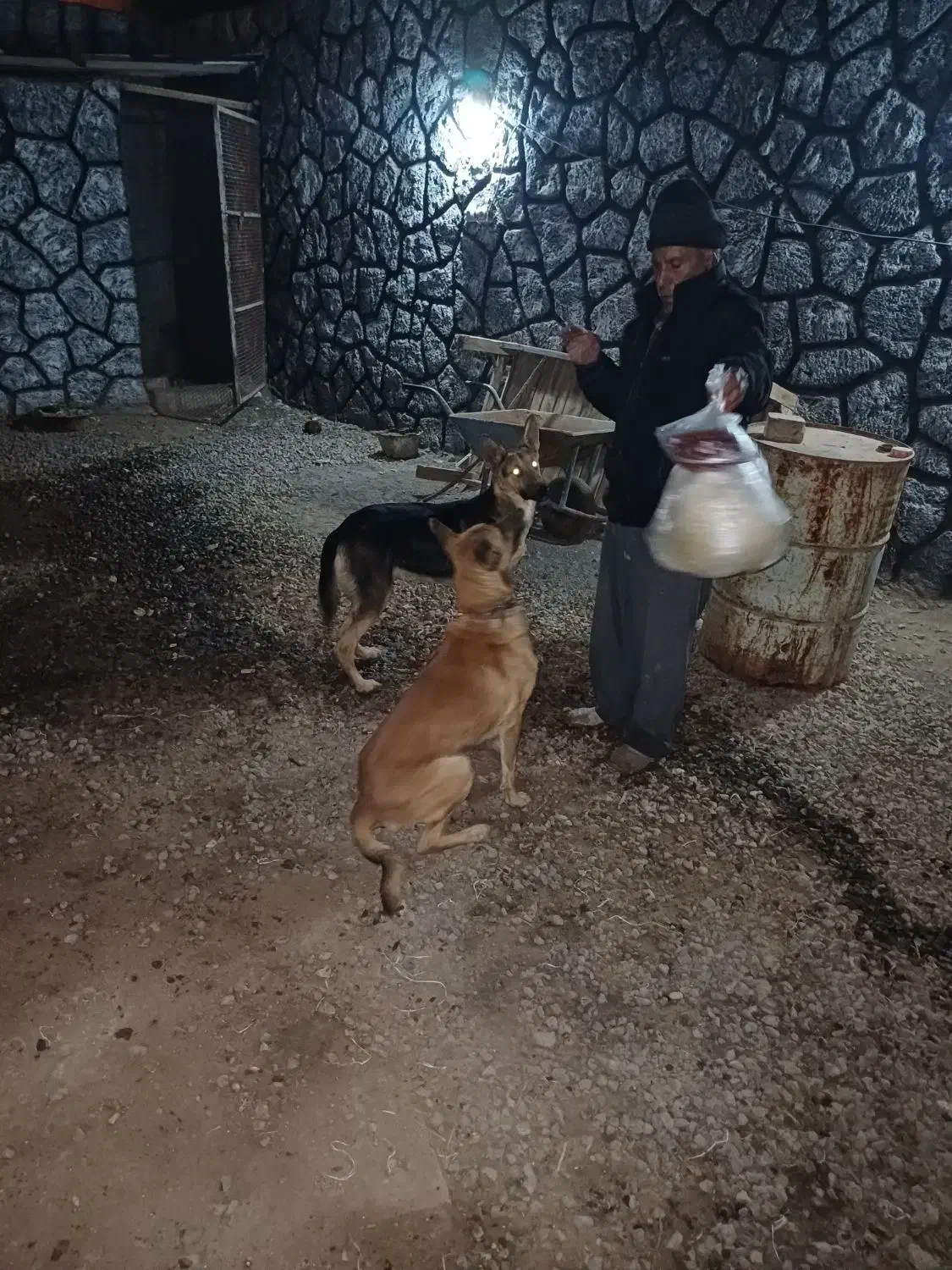 واگذاری سگ گرگی|سگ|قنوات, |دیوار