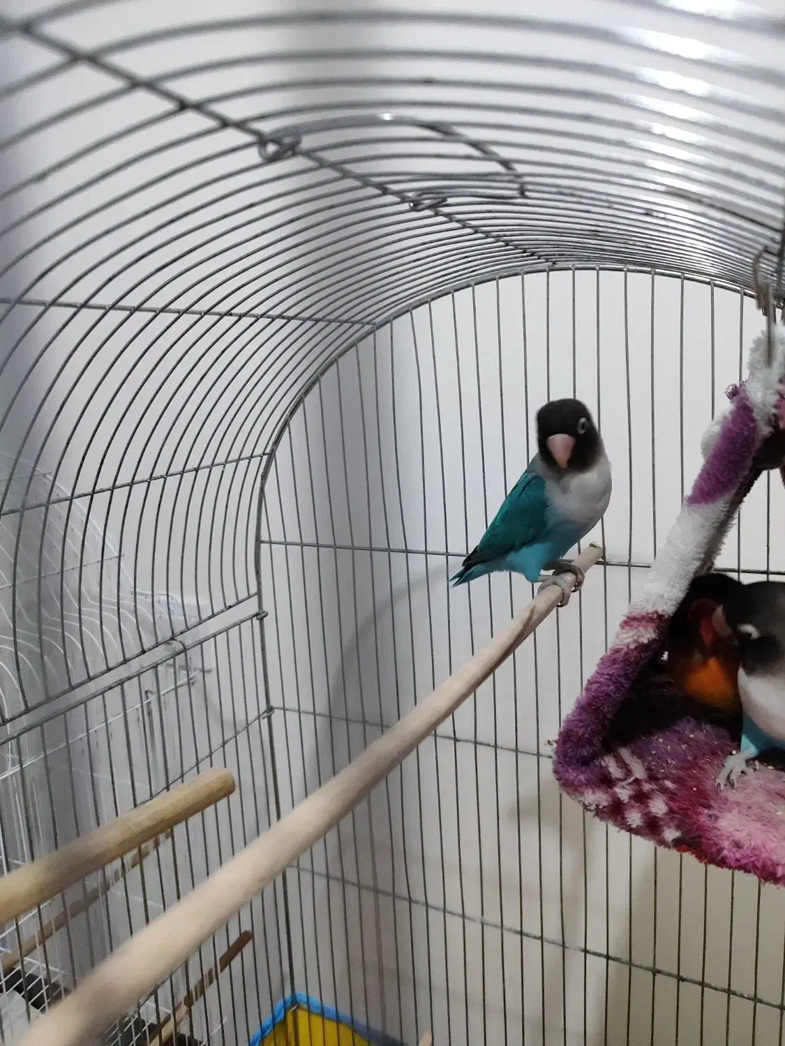 فروش طوطی برزیلی|پرنده|کلاچای, |دیوار