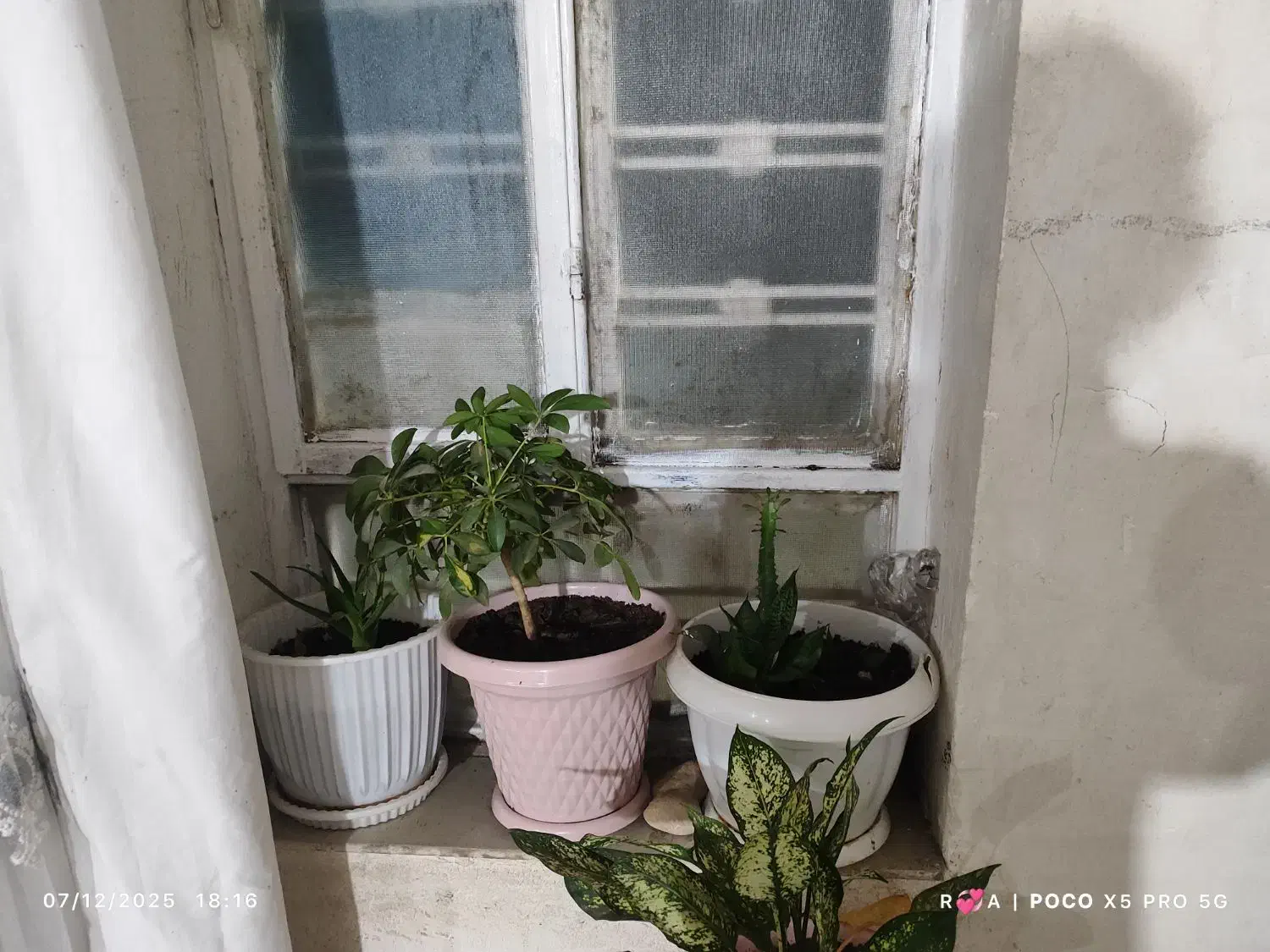 گل ها|گل و گیاه طبیعی|یاسوج, |دیوار