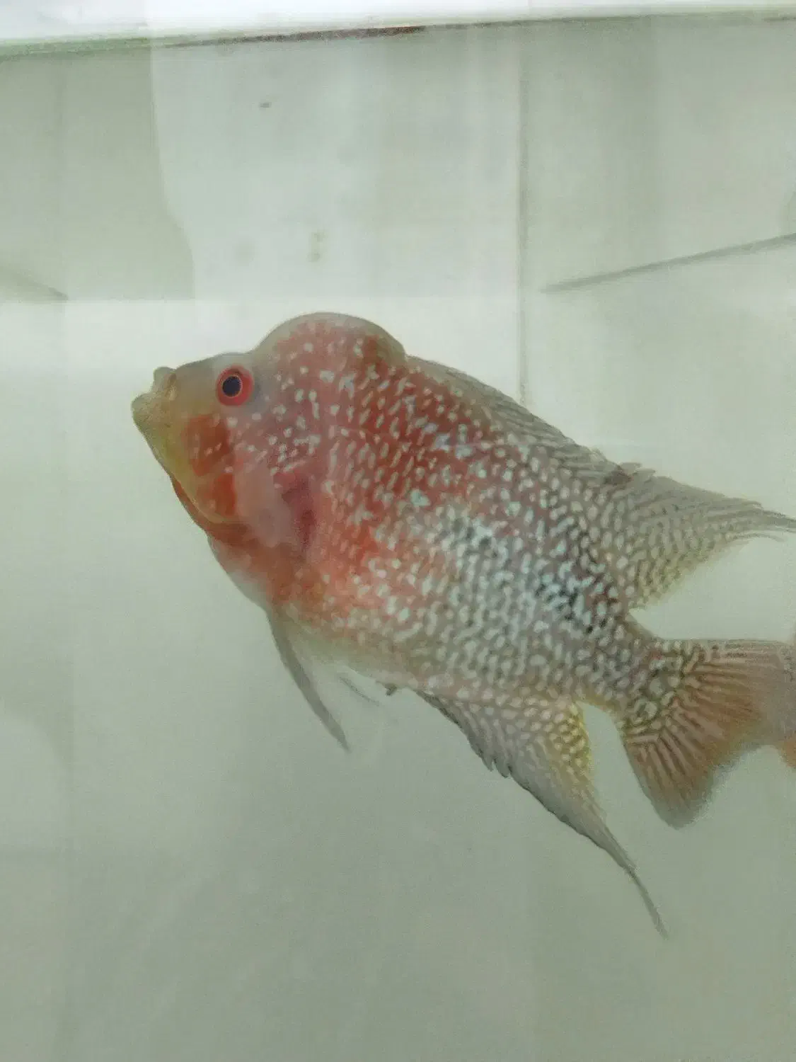 ماهی فلاور هورن|ماهی|بجنورد, |دیوار