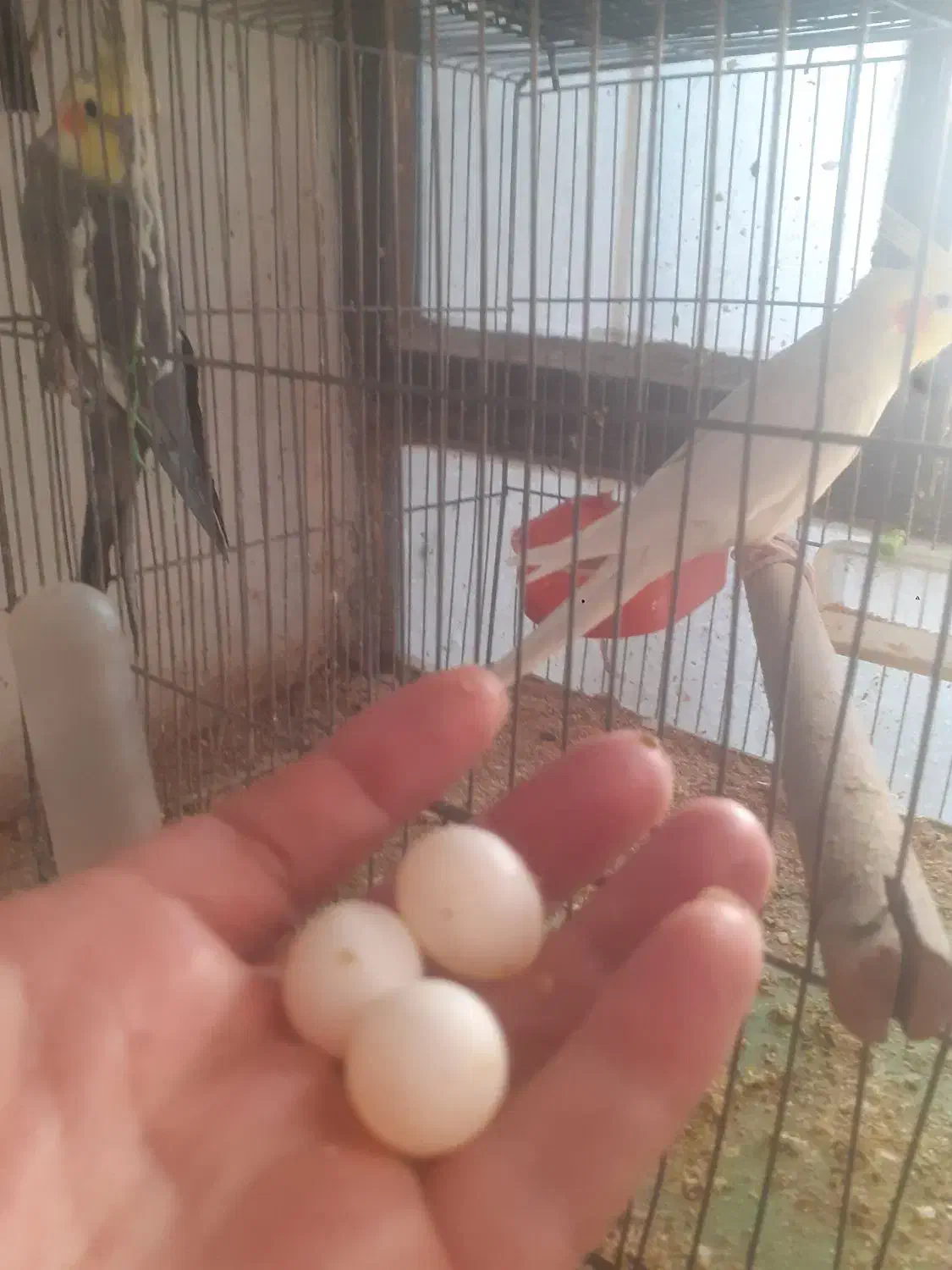 عروس هلندی نر ماوه و تک|پرنده|ابهر, |دیوار