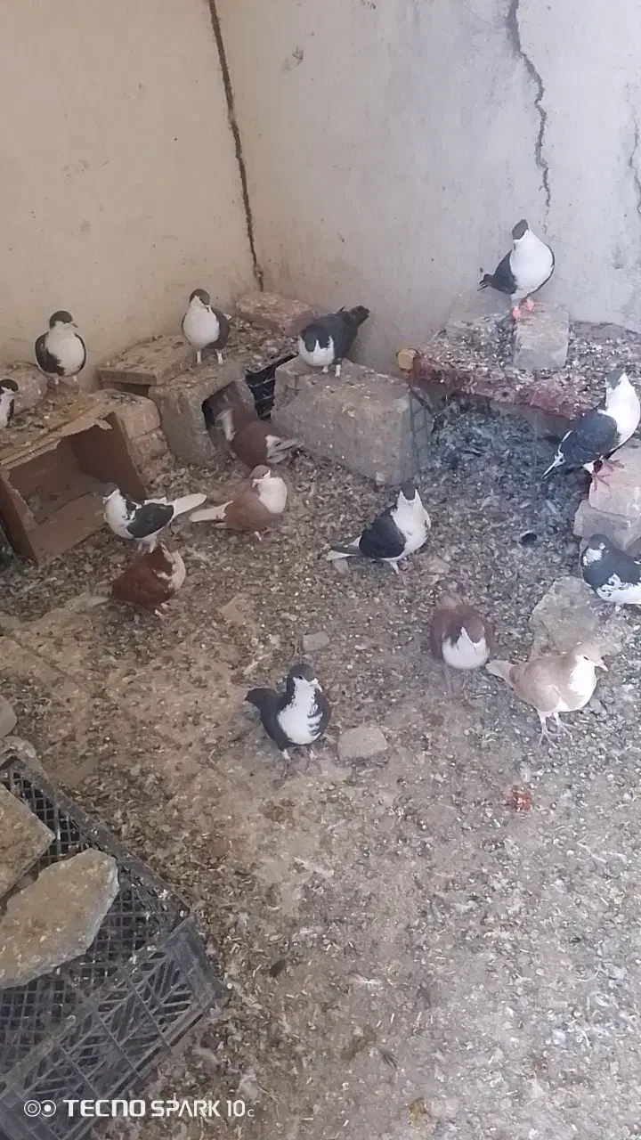 کفتر ریشی فروشی 25عدد|پرنده|میرجاوه, |دیوار