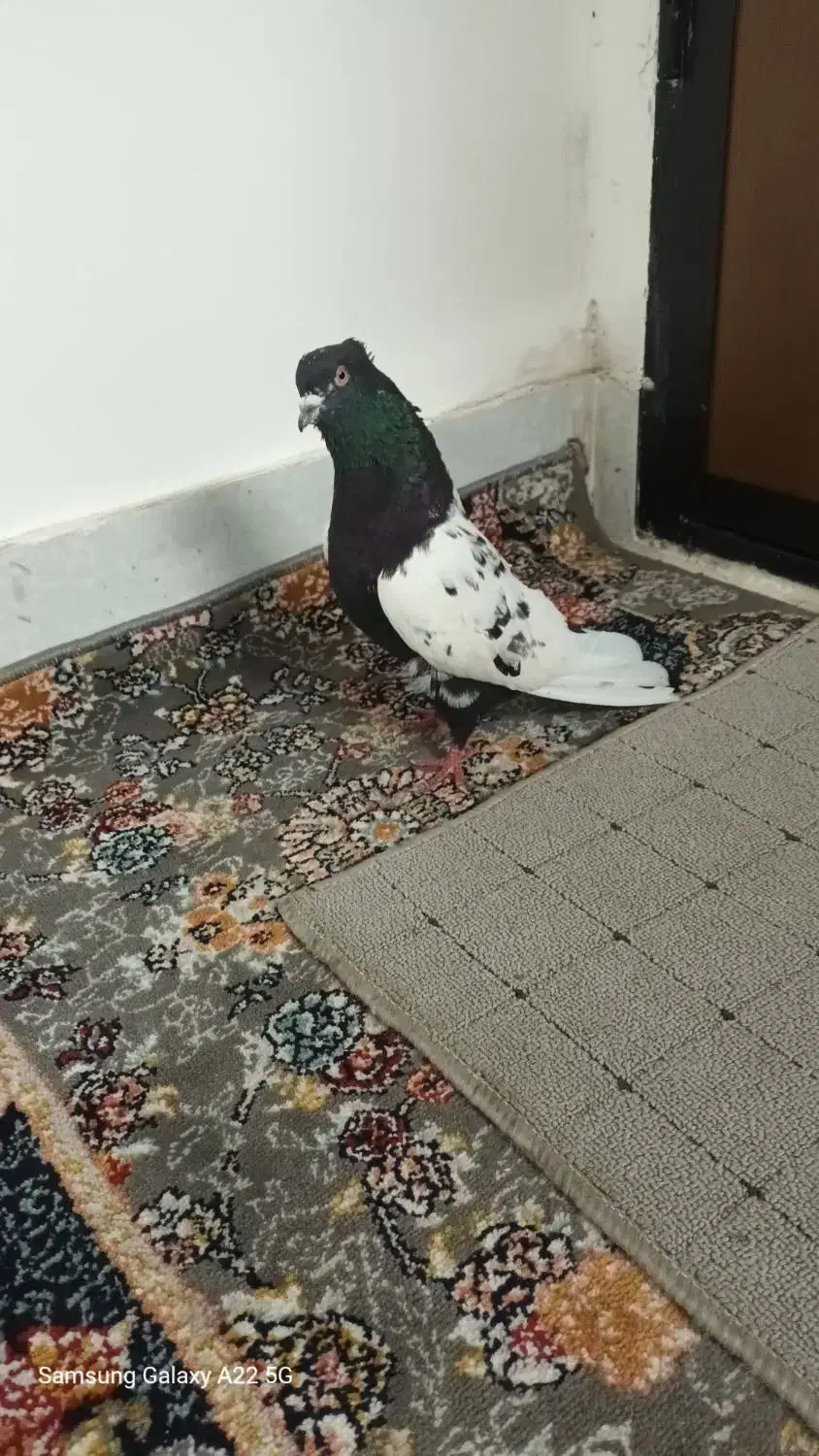 کفتر سینه کاکل ملاقی|پرنده|مشهد, پنجتن|دیوار