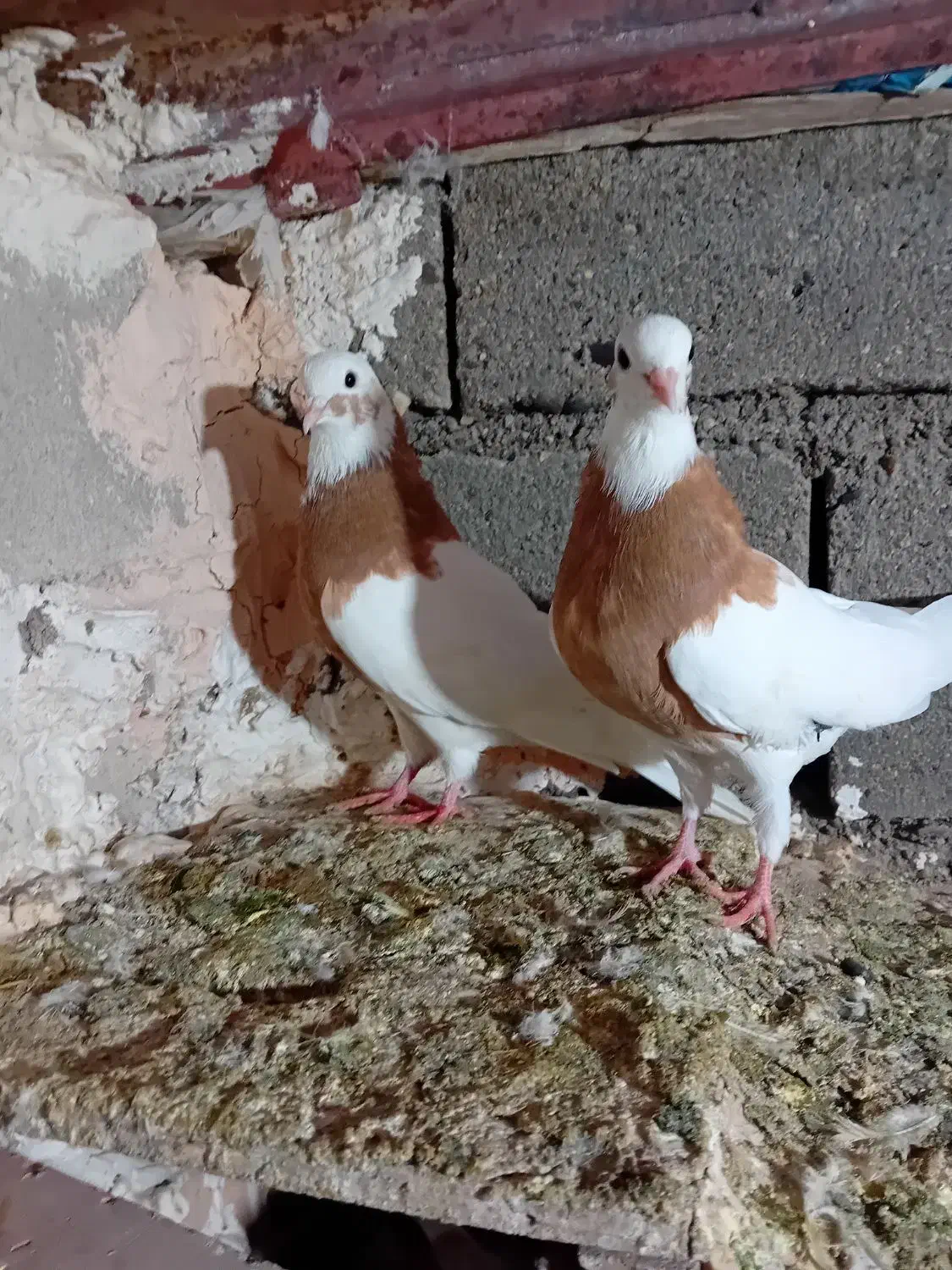 کفتر طوقی و عرب|پرنده|بکتاش, |دیوار