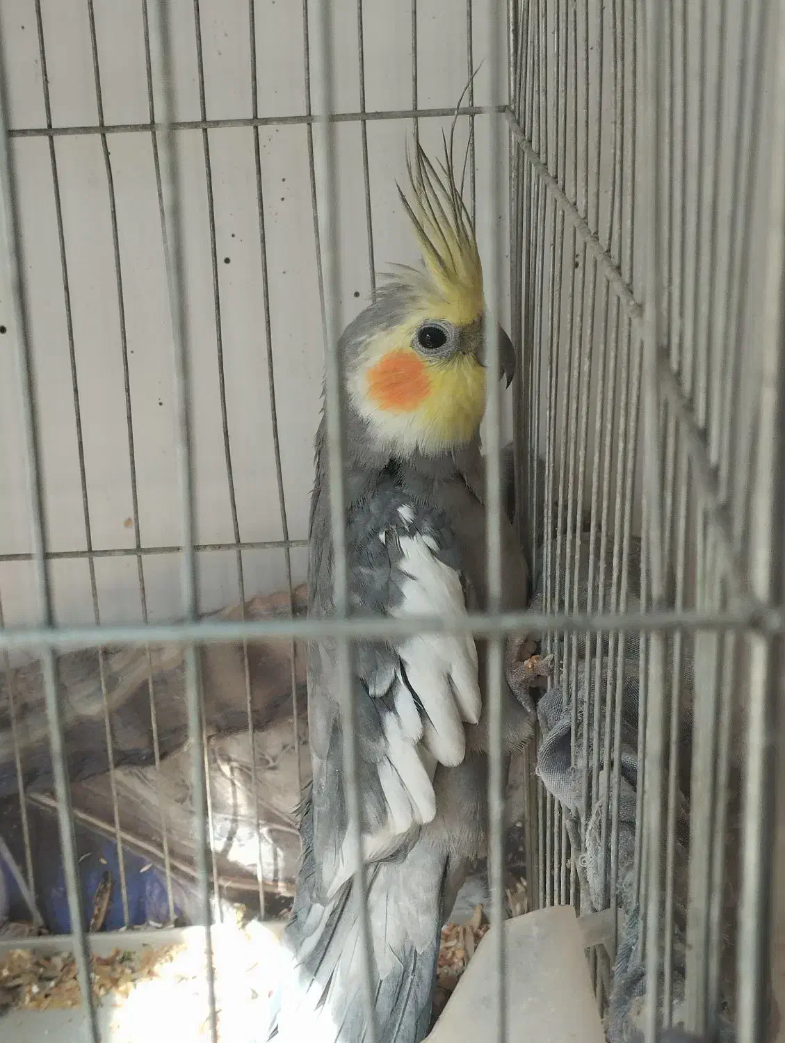 عروس هلندی نر|پرنده|نورآباد, |دیوار